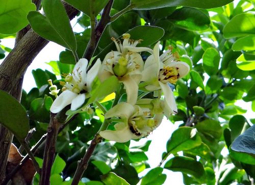 grapefruit flower citrus paradisi