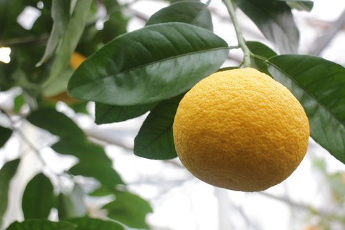 grapefruit  fruit  nutrition