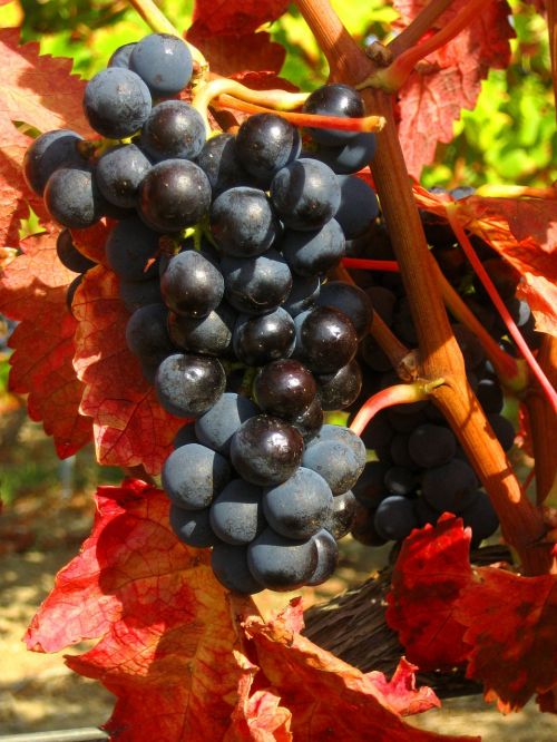 grapes black provence