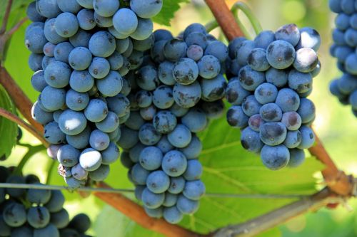 grapes wine vine