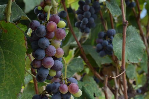grapes vineyard viticulture