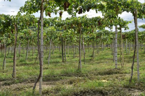 grapes vineyard colombia