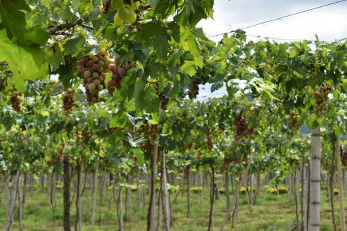 grapes vineyard colombia