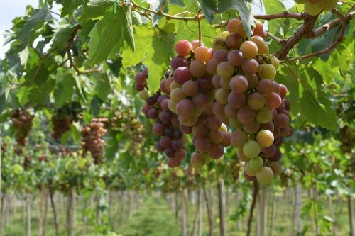 grapes vineyard vine