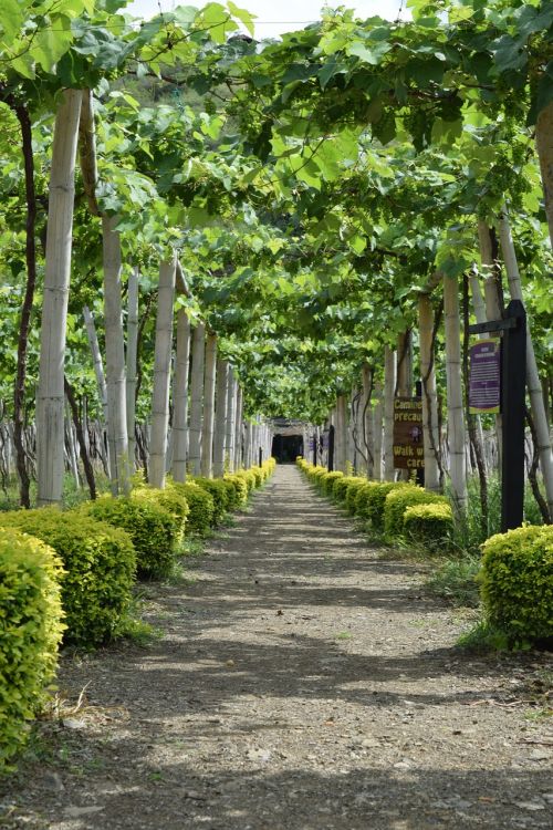 grapes vineyard vine