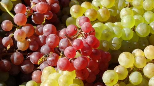 grapes nature vines