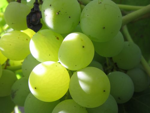 grapes green sun