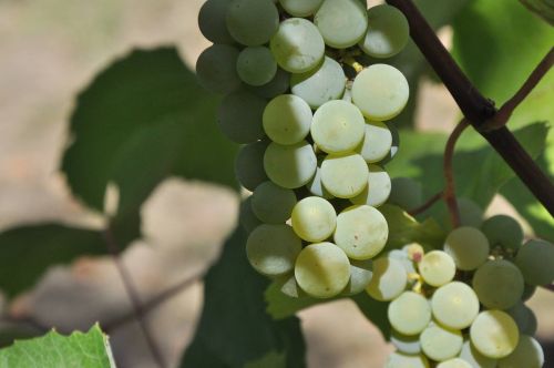 grapes garden harvest