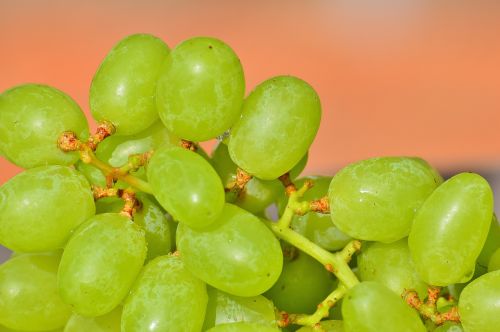 grapes fruits healthy