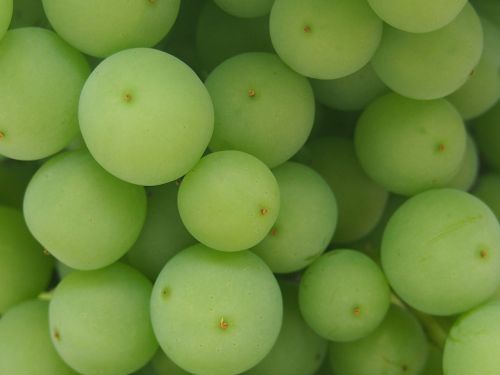 grapes green wine