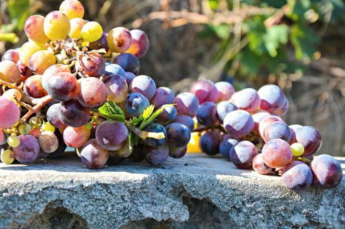 grapes nature food
