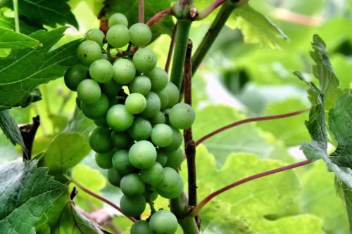 grapes green immature