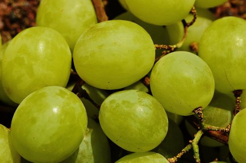 grapes fruit table grapes