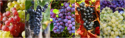 grapes fruits food collage