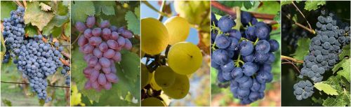 grapes fruits food collage