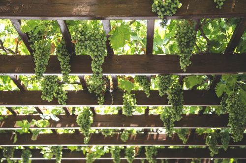 grapes hang vineyard