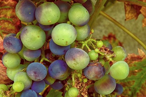 grapes grapevine vine