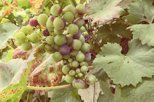 grapes grapevine vine