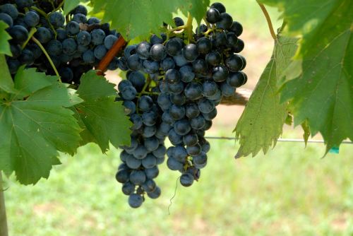 grapes vine vineyard