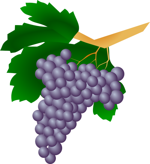 grapes plant raisin