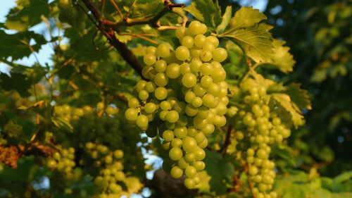 grapes grapevine vines stock