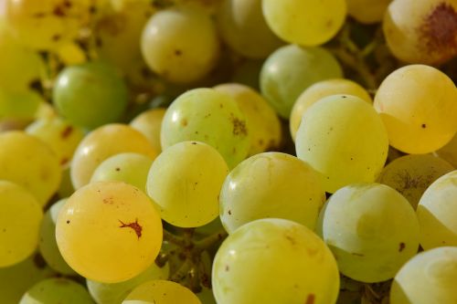 grapes close fruit