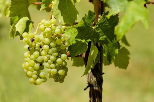 grapes fruit vine