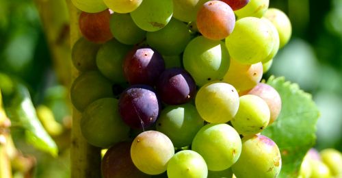 grapes detail berries