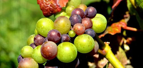 grapes detail berries