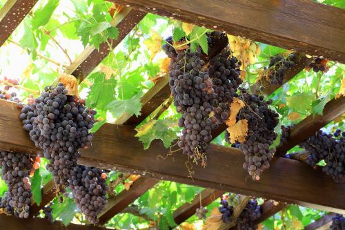 grapes wine fruit