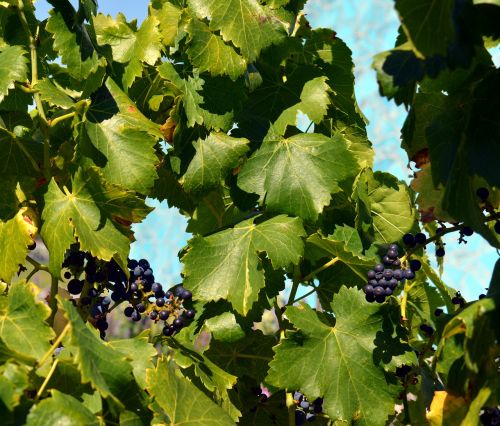 grapes vine blue grapes