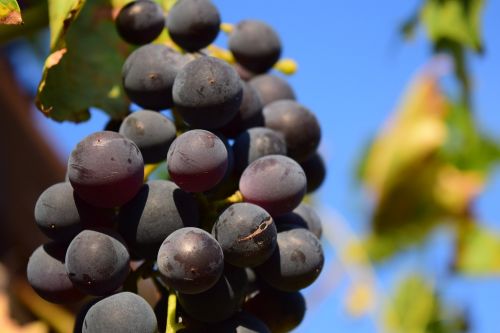 grapes vine grapevine