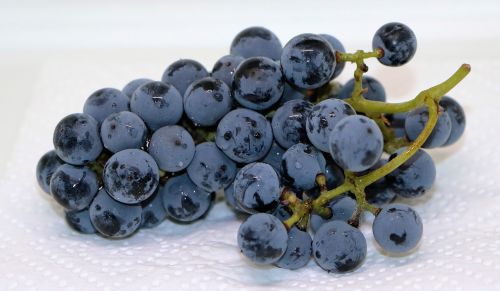 grapes blue grapes fruit