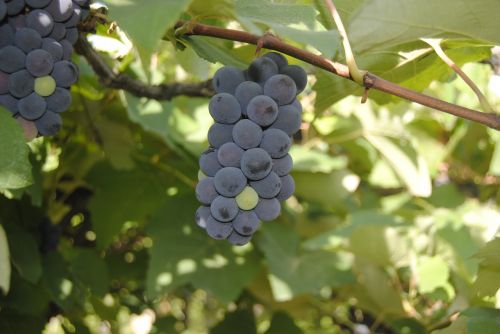 grapes purple wine