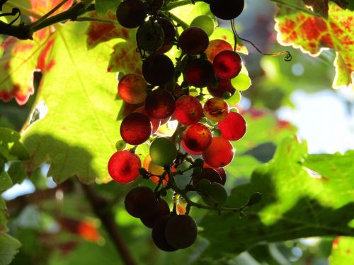 grapes vineyard grape leaves