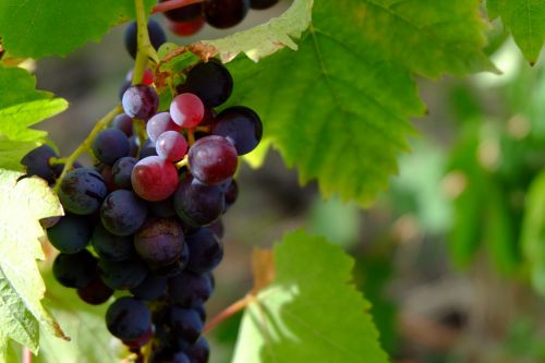 grapes fruit nature