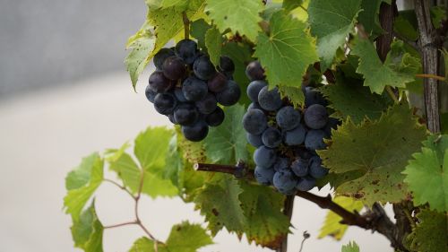 grapes vineyard fruit