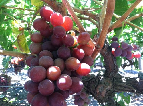 grapes vine organic