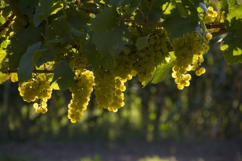 grapes yellow harvest