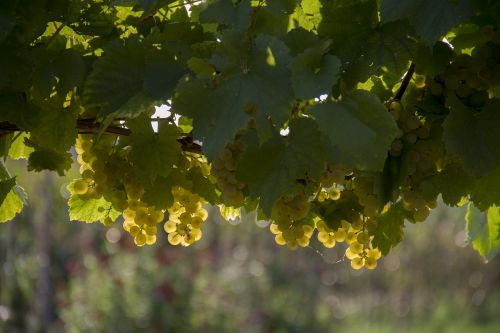 grapes yellow harvest