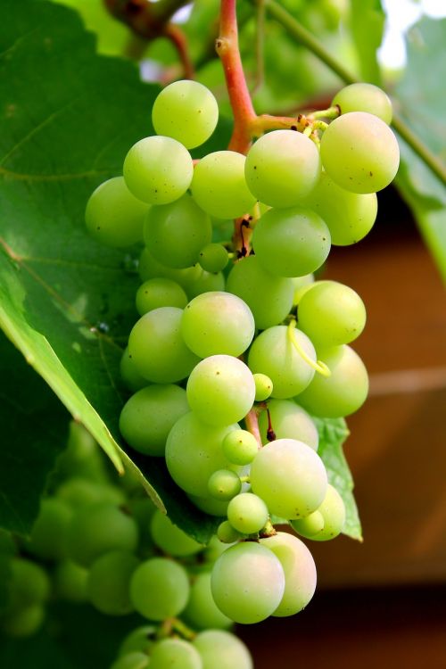grapes wine winegrowing