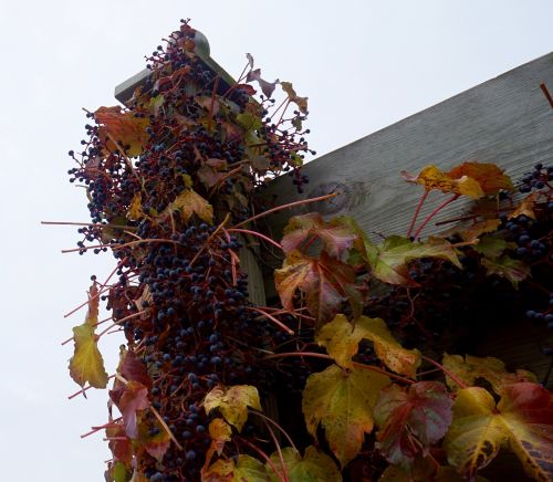 grapes fall viticulture