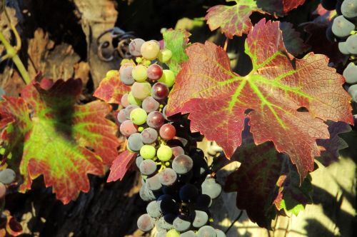 grapes vineyard wine