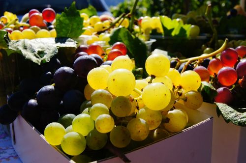 grapes fruit colorful