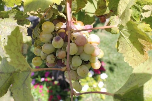 grapes wine sicily