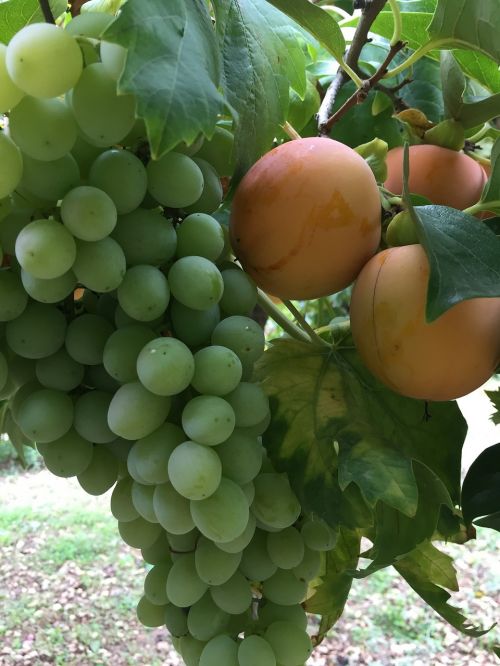 grapes khaki fruit