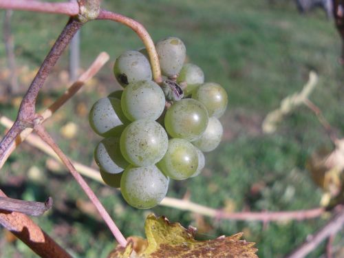 grapes plant green