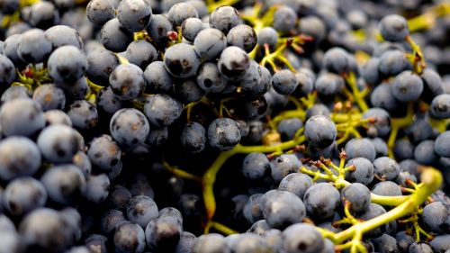 grapes wine grapes pinot noir