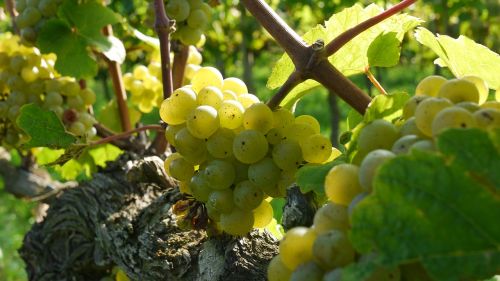 grapes wine grapes riesling
