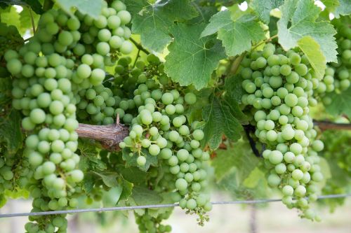 grapes chardonnay vineyard